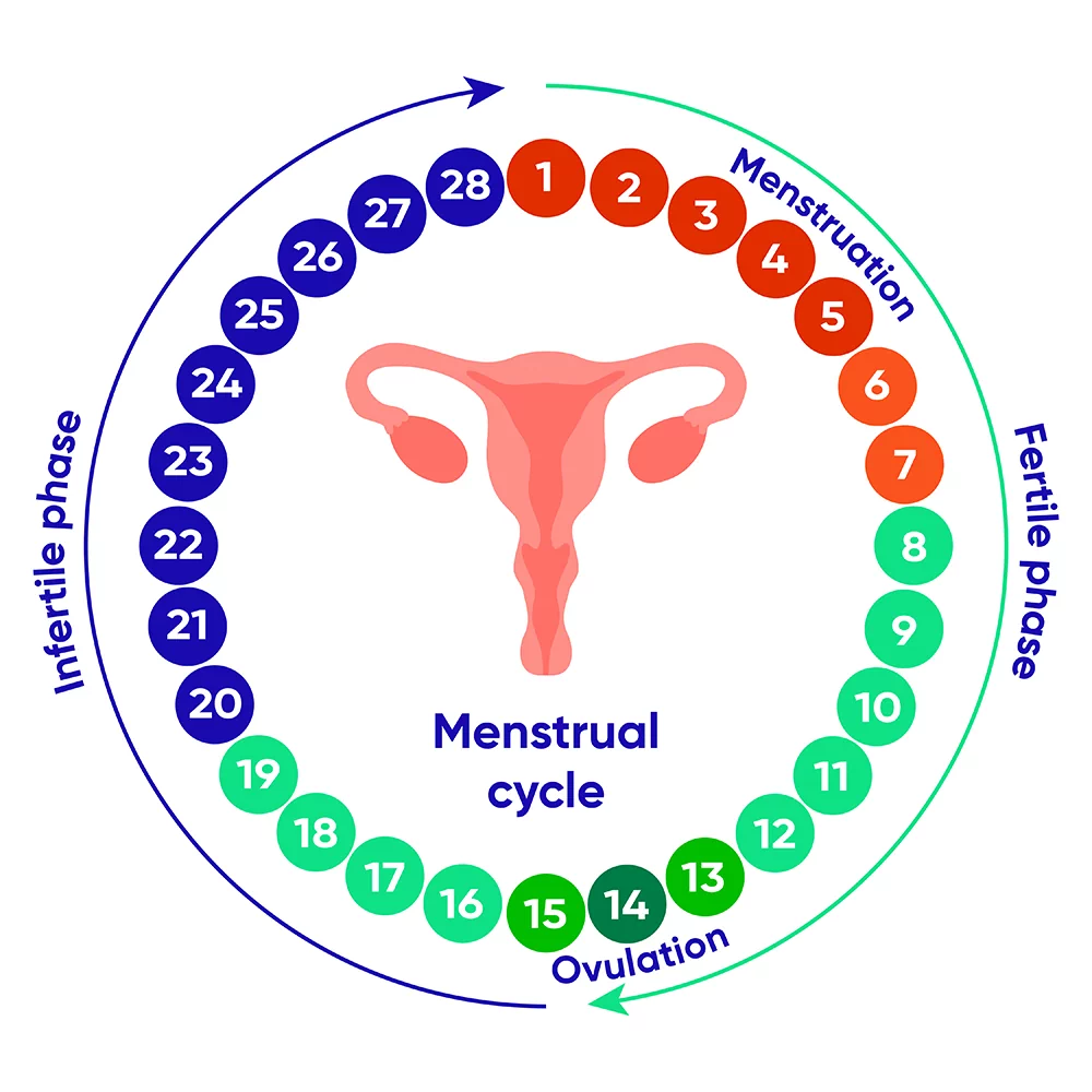 The duration of the menstrual cycle is normally 21 to 35 days