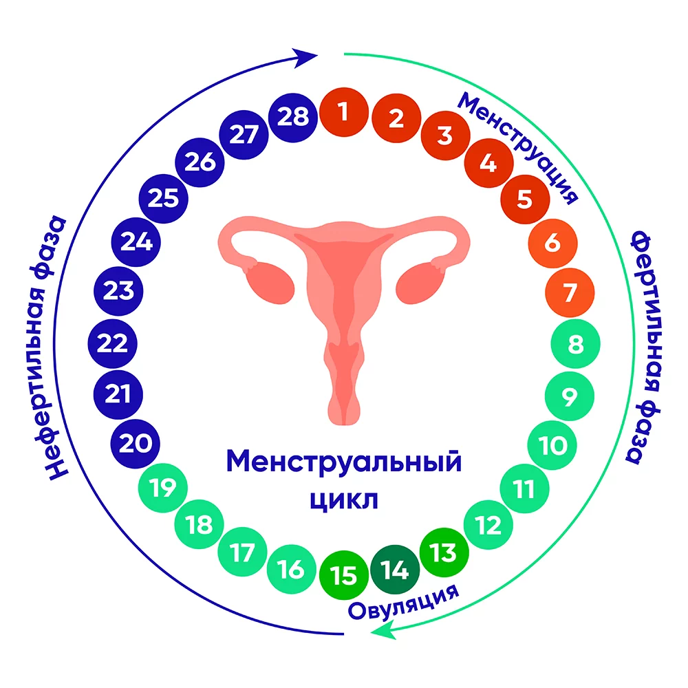 Продолжительность менструального цикла в норме: от 21 до 35 дней.