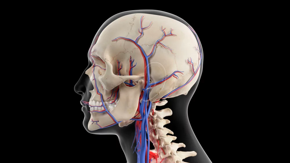 Carotid Arteries: What They Are and Why They Are Important for the Brain