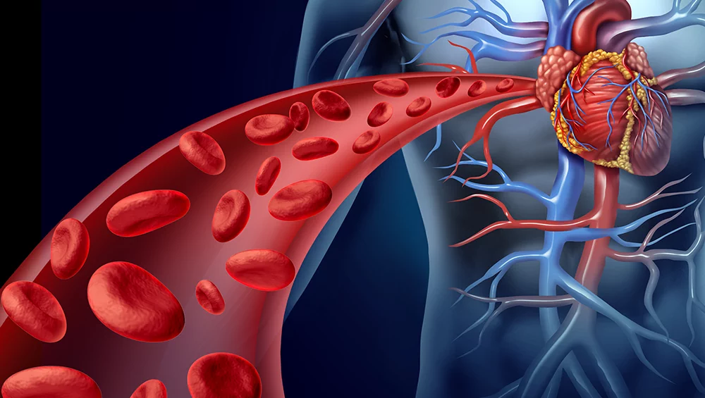 How the Blood System Works: Structure, Functions, and Importance for the Body